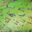 Algae bloom